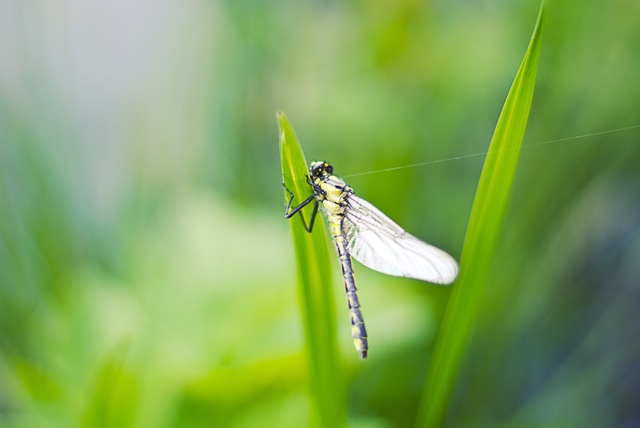Dadaar Insect रक्तदान – Beyond Books